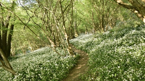 Smallcombe Wood carpeted in wild garlic in spring, Bath Skyline, Somerset